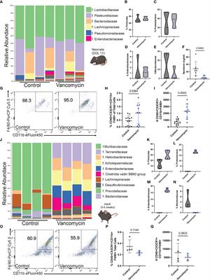 Vancomycin-induced gut microbial dysbiosis alters enteric neuron–macrophage interactions during a critical period of postnatal development